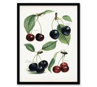 Artery8 John Wright Framed Wall Art Vintage Illustration of Cherry Varieties in White | Size: A4 Artery8 White A4