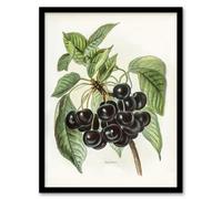 Artery8 John Wright Framed Wall Art Vintage Illustration Of Early Rivers Cherries - A3 Size
