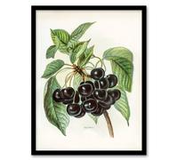 Artery8 John Wright Framed Wall Art Vintage Illustration of Early Rivers Cherries in White | Size: A3 Artery8 White A3