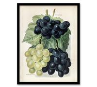 Artery8 John Wright Framed Wall Art Vintage Illustration of Grape Varieties in White | Size: A4 Artery8 White A4
