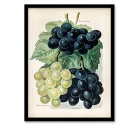 Artery8 John Wright Framed Wall Art Vintage Illustration Of Grape Varieties - A3 Size
