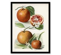 Artery8 John Wright Framed Wall Art Vintage Illustration of Orange Citrus Fruits in White | Size: A4 Artery8 White A4