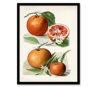 Artery8 John Wright Framed Wall Art Vintage Illustration of Orange Citrus Fruits in White | Size: A3 Artery8 White A3