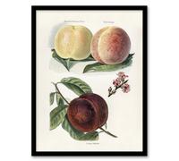 Artery8 John Wright Framed Wall Art Vintage Illustration Of Peach Varieties - A3 Size