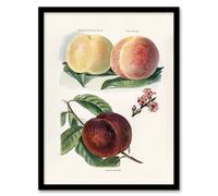 Artery8 John Wright Framed Wall Art Vintage Illustration of Peach Varieties in White | Size: A4 Artery8 White A4