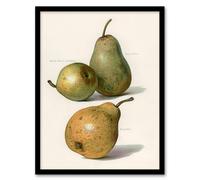 Artery8 John Wright Framed Wall Art Vintage Illustration of Pear Varieties in White | Size: A3 Artery8 White A3