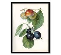 Artery8 John Wright Framed Wall Art Vintage Illustration of Two Plum Varieties in White | Size: A3 Artery8 White A3