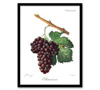 Artery8 Jules Troncy Framed Wall Art Wine Grapes Mourvaison Ampelography in White | Size: A3 Artery8 White A3