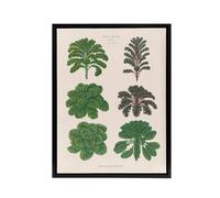 Artery8 Kales & Brussel Sprouts Ernst Benary Framed Canvas Wall Art Print in White | Size: W24" x H32" Artery8 White W24" x H32"