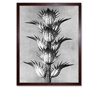 Artery8 Karl Blossfeldt Plant Study Flower Vintage Photo Art Print Framed Poster Wall Decor 12x16 inch