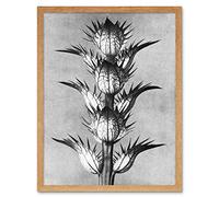 Artery8 Karl Blossfeldt Plant Study Flower Vintage Photo Art Print Framed Poster Wall Decor 12x16 inch