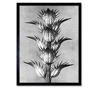 Artery8 Karl Blossfeldt Plant Study Flower Vintage Photo Art Print Framed Poster Wall Decor 12x16 inch