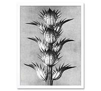 Artery8 Karl Blossfeldt Plant Study Flower Vintage Photo Art Print Framed Poster Wall Decor 12x16 inch