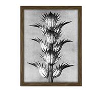 Artery8 Karl Blossfeldt Plant Study Flower Vintage Photo Artwork Framed Wall Art Print 18X24 Inch
