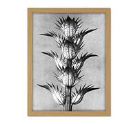 Artery8 Karl Blossfeldt Plant Study Flower Vintage Photo Artwork Framed Wall Art Print 18X24 Inch