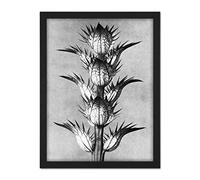 Artery8 Karl Blossfeldt Plant Study Flower Vintage Photo Artwork Framed Wall Art Print 18X24 Inch
