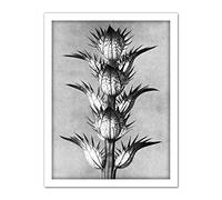 Artery8 Karl Blossfeldt Plant Study Flower Vintage Photo Artwork Framed Wall Art Print 18X24 Inch