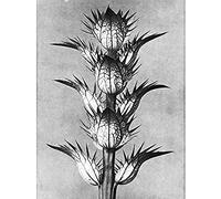 Artery8 Karl Blossfeldt Plant Study Flower Vintage Photo Unframed Wall Art Print Poster Home Decor Premium