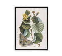 Artery8 Ketmia Hibiscus Flower & Butterfly Catesby Black Framed Canvas Art | Size: W24" x H32" Artery8 Multicolor W24" x H32"
