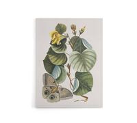 Artery8 Ketmia Hibiscus Flower & Butterfly Catesby Canvas Wall Art | Size: W12" x H16" Artery8 Multicolor W12" x H16"