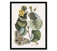 Artery8 Ketmia Hibiscus Flower And Butterfly Catesby Framed Wall Art Print 12X16"
