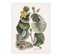 Artery8 Ketmia Hibiscus Flower & Butterfly Catesby Wall Art Poster Print | Size: W18" x H24" Artery8 Multicolor W18" x H24"