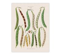 Artery8 Kidney or Snap Beans Kitchen Ernst Benary Wall Art Poster Print in White | Size: W24" x H32" Artery8 White W24" x H32"