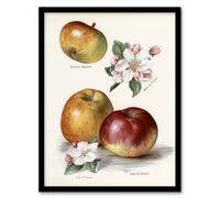 Artery8 King of Pippins Apple Vintage Illustration Wright Framed Art Print in White | Size: A4 Artery8 White A4