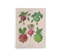 Artery8 Kohlrabi Turnip Cabbage Ernst Benary Canvas Wall Art Print in White | Size: W24" x H32" Artery8 White W24" x H32"