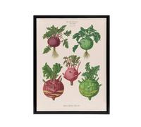 Artery8 Kohlrabi Turnip Cabbage Ernst Benary Framed Canvas Wall Art Print in White | Size: W18" x H24" Artery8 White W18" x H24"