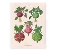 Artery8 Kohlrabi Turnip Cabbage Ernst Benary Wall Art Poster Print in White | Size: W12" x H16" Artery8 White W12" x H16"