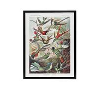 Artery8 Kolibri Birds Hummingbird Species Haeckel Black Framed Canvas Wall Art | Size: W12" x H16" Artery8 Multicolor W12" x H16"