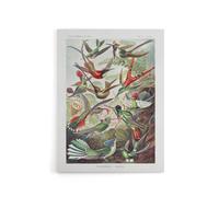 Artery8 Kolibri Birds Hummingbird Species Haeckel Canvas Wall Art | Size: W24" x H32" Artery8 Multicolor W24" x H32"
