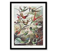 Artery8 Kolibri Birds Hummingbird Species Haeckel Framed Wall Art Print | Size: A4 Artery8 Multicolor A4
