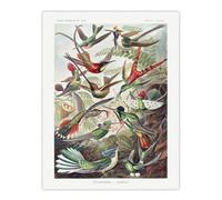 Artery8 Kolibri Birds Hummingbird Species Haeckel Wall Art Print Poster | Size: W12" x H16" Artery8 Multicolor W12" x H16"