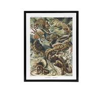 Artery8 Lacertilia Reptile Lizard Species Haeckel Black Framed Canvas Wall Art | Size: W24" x H32" Artery8 Multicolor W24" x H32"