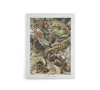 Artery8 Lacertilia Reptile Lizard Species Haeckel Canvas Wall Art | Size: W12" x H16" Artery8 Multicolor W12" x H16"