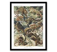 Artery8 Lacertilia Reptile Lizard Species Haeckel Framed Wall Art Print | Size: W12" x H16" Artery8 Multicolor W12" x H16"