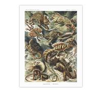 Artery8 Lacertilia Reptile Lizard Species Haeckel Wall Art Print Poster | Size: W12" x H16" Artery8 Multicolor W12" x H16"