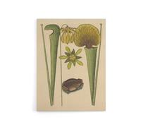 Artery8 Land Frog & Sarracenia Pitcher Plant Catesby Canvas Wall Art in Beige | Size: W18" x H24" Artery8 Beige W18" x H24"