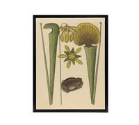 Artery8 Land Frog & Sarracenia Pitcher Plant Catesby Framed Canvas Wall Art in Beige | Size: W24" x H32" Artery8 Beige W24" x H32"