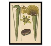 Artery8 Land Frog & Sarracenia Pitcher Plant Catesby Framed Wall Art Print in Beige | Size: A4 Artery8 Beige A4