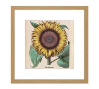 Artery8 Large Sunflower Flos Solis Maior 8X8 Inch Square Wooden Framed Wall Art Print Picture with Mount in Light Oak Artery8 Light Oak