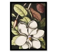 Artery8 Laurel Tree Magnolia Altissima Flower Catesby Framed Wall Art Print | Size: A3 Artery8 Multicolor A3
