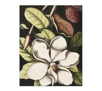 Artery8 Laurel Tree Magnolia Altissima Flower Catesby Wall Art Poster Print | Size: W18" x H24" Artery8 Multicolor W18" x H24"