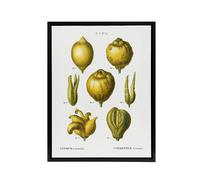 Artery8 Lemon Citrus Fruit Illustration Redoute Vintage Framed Canvas Wall Art in White | Size: W12" x H16" Artery8 White W12" x H16"
