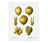 Artery8 Lemon Citrus Fruit Illustration Redoute Vintage Wall Art Poster Print 12X16"