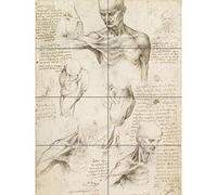 Artery8 Leonardo Da Vinci Superficial Anatomy Of The Shoulder And Neck XL Giant Panel Poster (8 Sections)