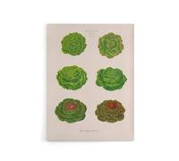 Artery8 Lettuces Cabbage Varieties Ernst Benary Canvas Wall Art Print in White | Size: W24" x H32" Artery8 White W24" x H32"