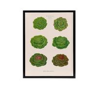 Artery8 Lettuces Cabbage Varieties Ernst Benary Framed Canvas Wall Art Print in White | Size: W24" x H32" Artery8 White W24" x H32"